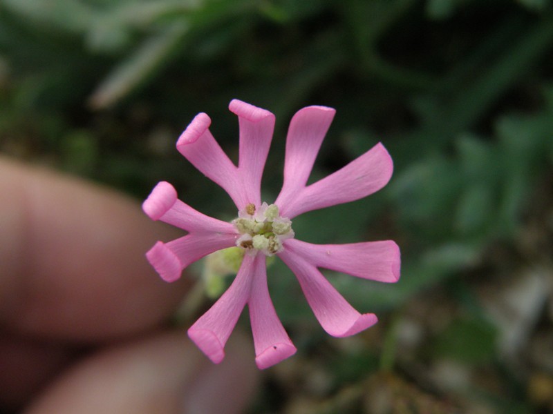 Silene rosa